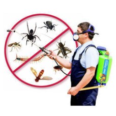 Fly Insect Control